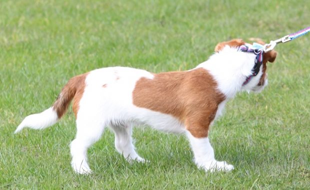 Puppy playing the the castle's grounds